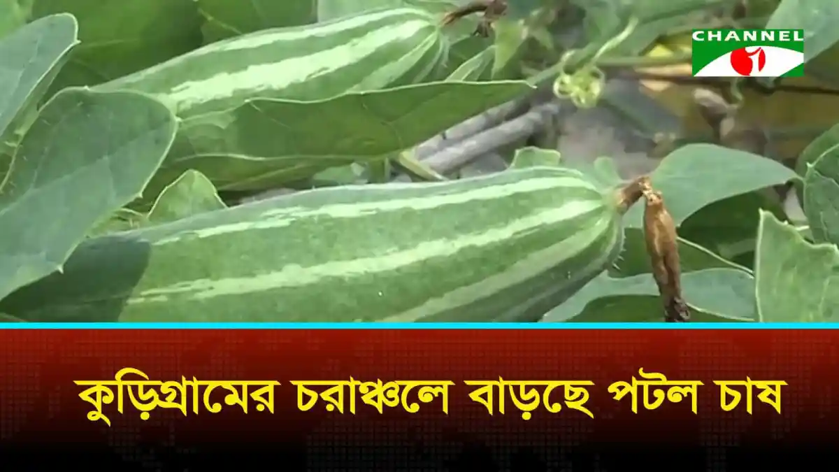 কুড়িগ্রামের চরাঞ্চলে পটল চাষ বৃদ্ধি পাচ্ছে. Channel i News - চ্যানেল আই নিউজ
