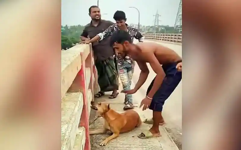 নরসিংদীতে কুকুর হত্যার ঘটনায় গ্রেপ্তার দুই ব্যক্তি, ছবি তোলা।. Channel i News - চ্যানেল আই নিউজ