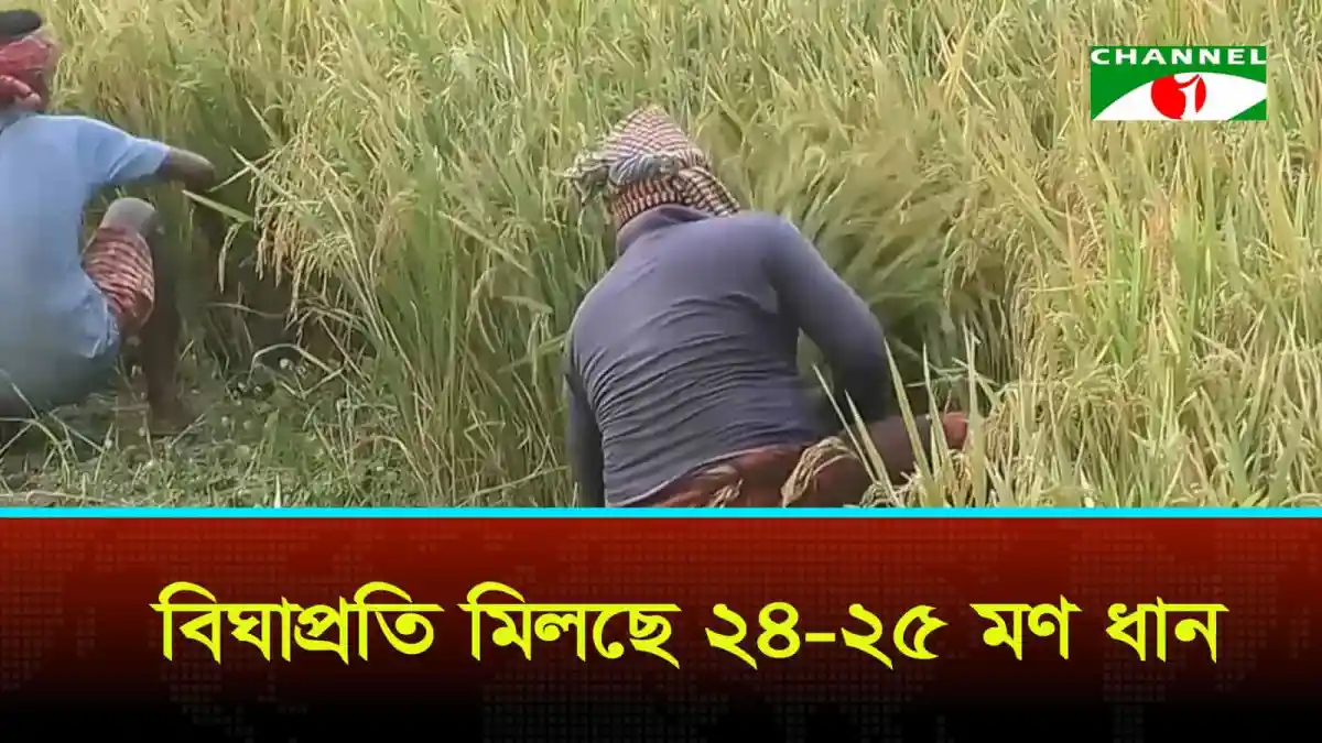 মেহেরপুরে কৃষকরা ধান কাটছেন, স্বস্তির হাসি মুখে. Channel i News - চ্যানেল আই নিউজ