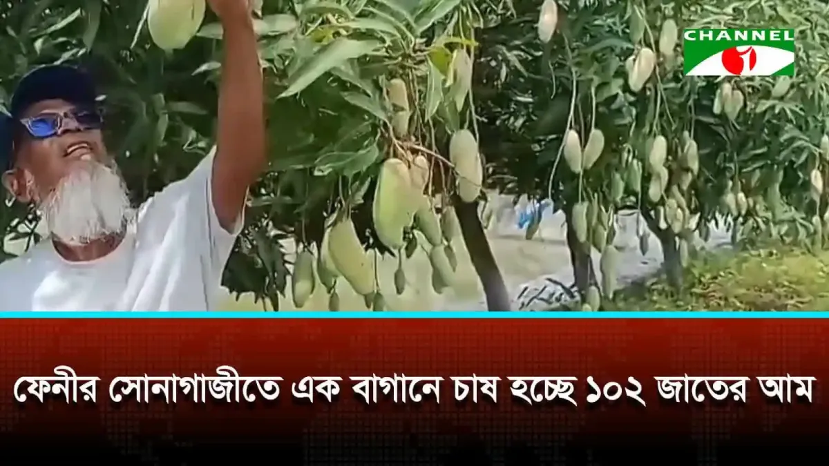 সোনাগাজীর আমের বাগানে কাজ করছেন একজন কৃষক. Channel i News - চ্যানেল আই নিউজ
