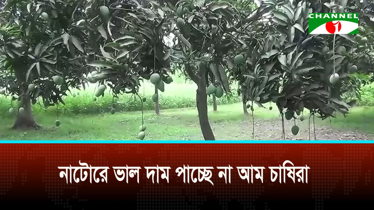 নাটোরে আমের গাছ, ফলন কম, চাষিরা হতাশ. Channel i News - চ্যানেল আই নিউজ