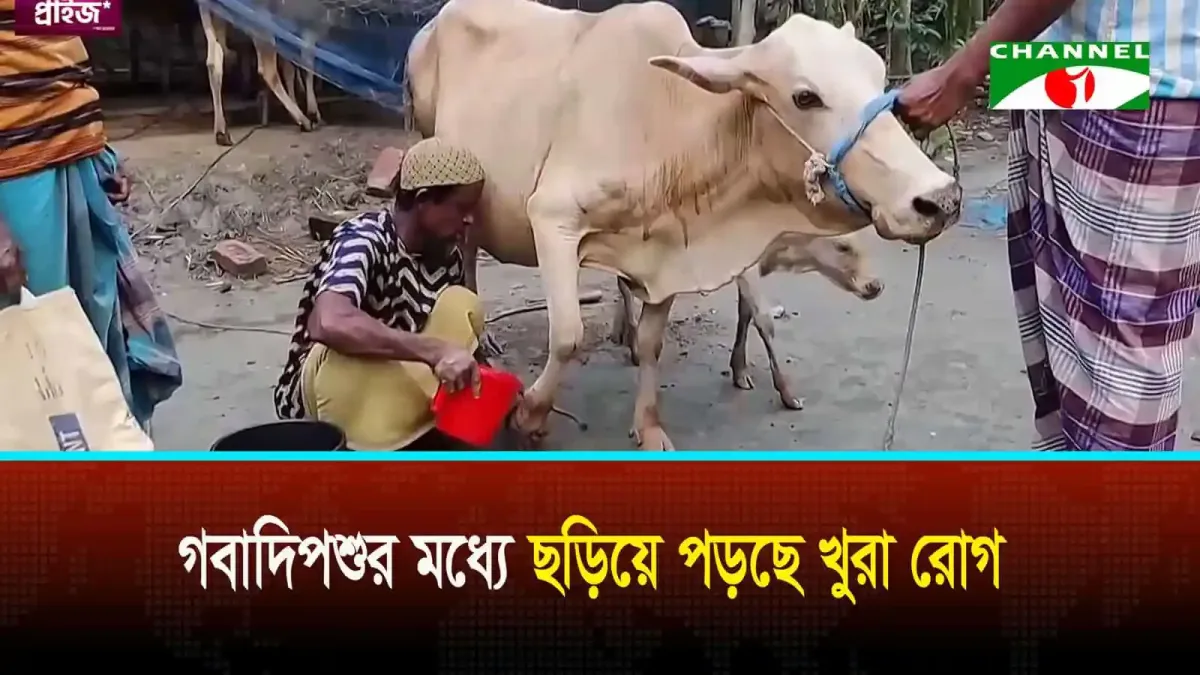 গবাদিপশুর মধ্যে খুরা রোগের লক্ষণ দেখা যাচ্ছে বরগুনায়।. Channel i News - চ্যানেল আই নিউজ