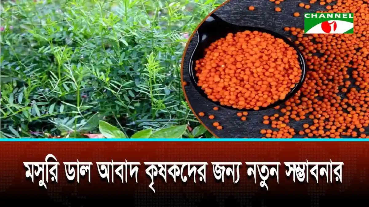 নদীর চরাঞ্চলে পরিত্যক্ত জমিতে মসুরি ডাল চাষের দৃশ্য. Channel i News - চ্যানেল আই নিউজ