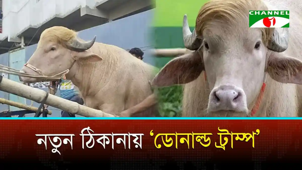 চিড়িয়াখানা থেকে পালানো মহিষের ছবি, ডোনাল্ড ট্রাম্পের মতো দেখাচ্ছে. Channel i News - চ্যানেল আই নিউজ