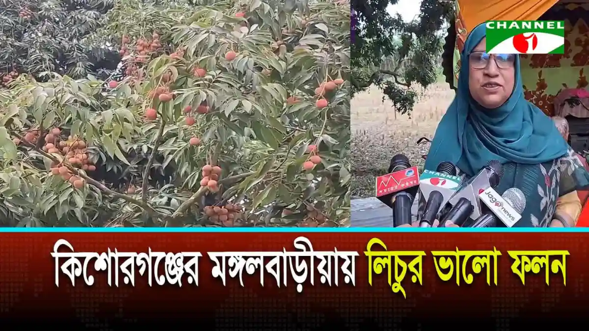 কিশোরগঞ্জের মঙ্গলবাড়ীয়ায় লিচুর ভালো ফলন, কৃষকদের আশার আলো. Channel i News - চ্যানেল আই নিউজ