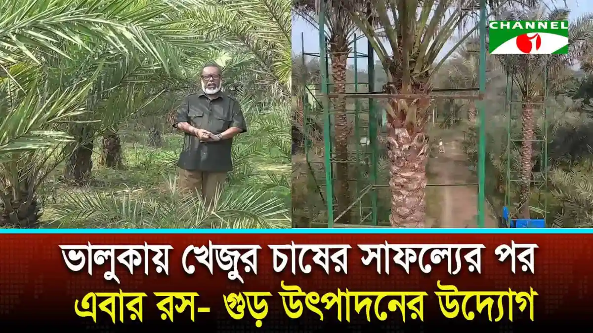 খেজুর গাছের পাশে দাঁড়িয়ে একজন কৃষক, ভালুকা, বাংলাদেশ. Channel i News - চ্যানেল আই নিউজ