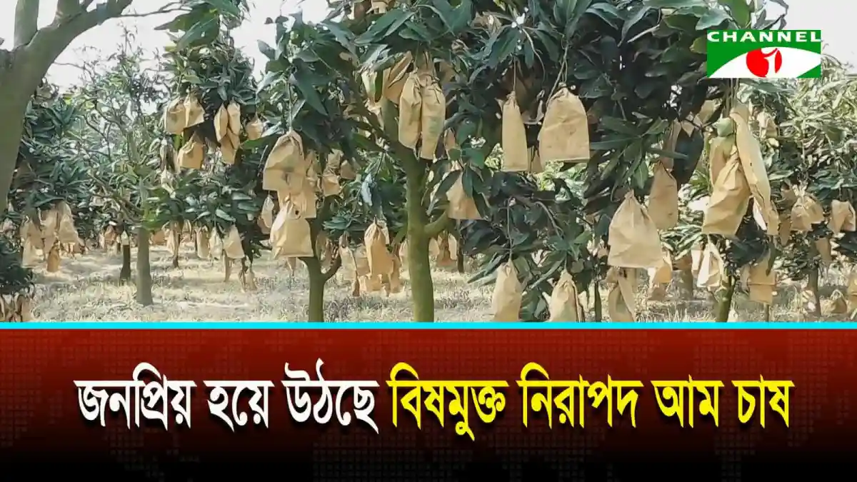 বিষমুক্ত আমের গাছের ঝুড়ি, চাঁপাইনবাবগঞ্জে জনপ্রিয় হয়ে উঠছে. Channel i News - চ্যানেল আই নিউজ