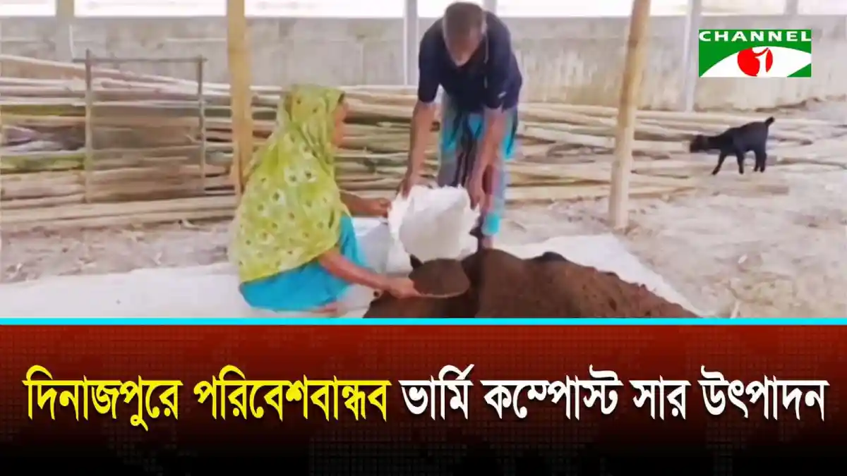 পরিবেশবান্ধব ভার্মি কম্পোস্ট তৈরির দৃশ্য, কৃষকরা কাজ করছে. Channel i News - চ্যানেল আই নিউজ