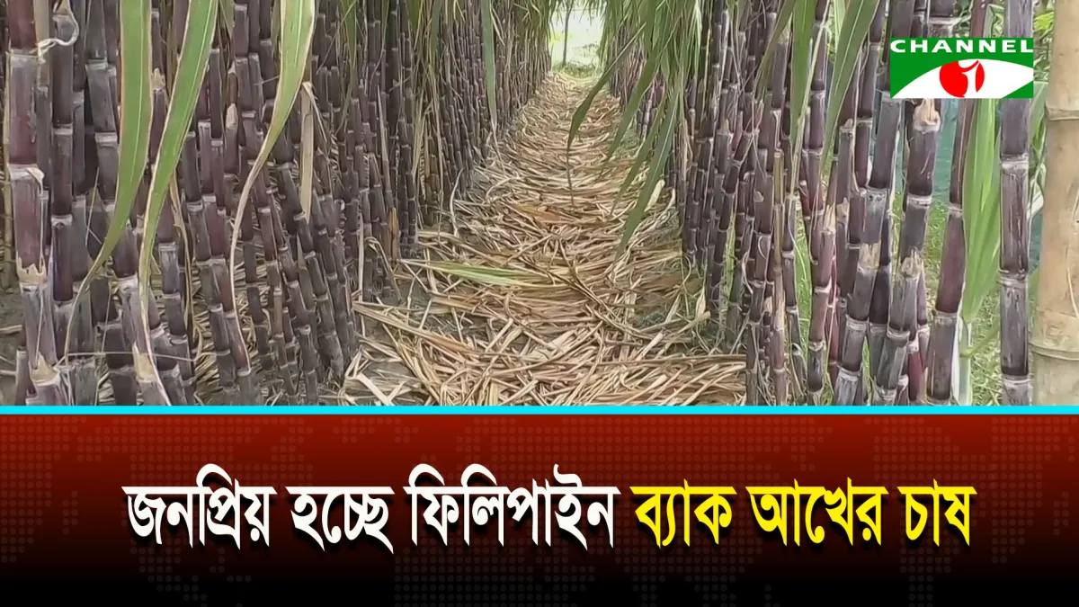 ফিলিপাইন ব্ল্যাক আখের চাষের জন্য কৃষি ক্ষেত্রের ছবি. Channel i News - চ্যানেল আই নিউজ