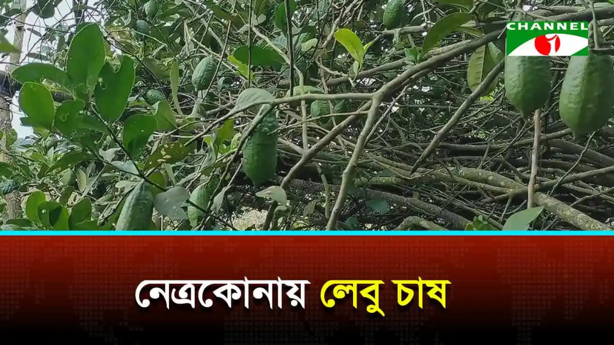 নেত্রকোনায় লেবু গাছের ঝুড়ি, কৃষি উন্নয়নের ছবি. Channel i News - চ্যানেল আই নিউজ