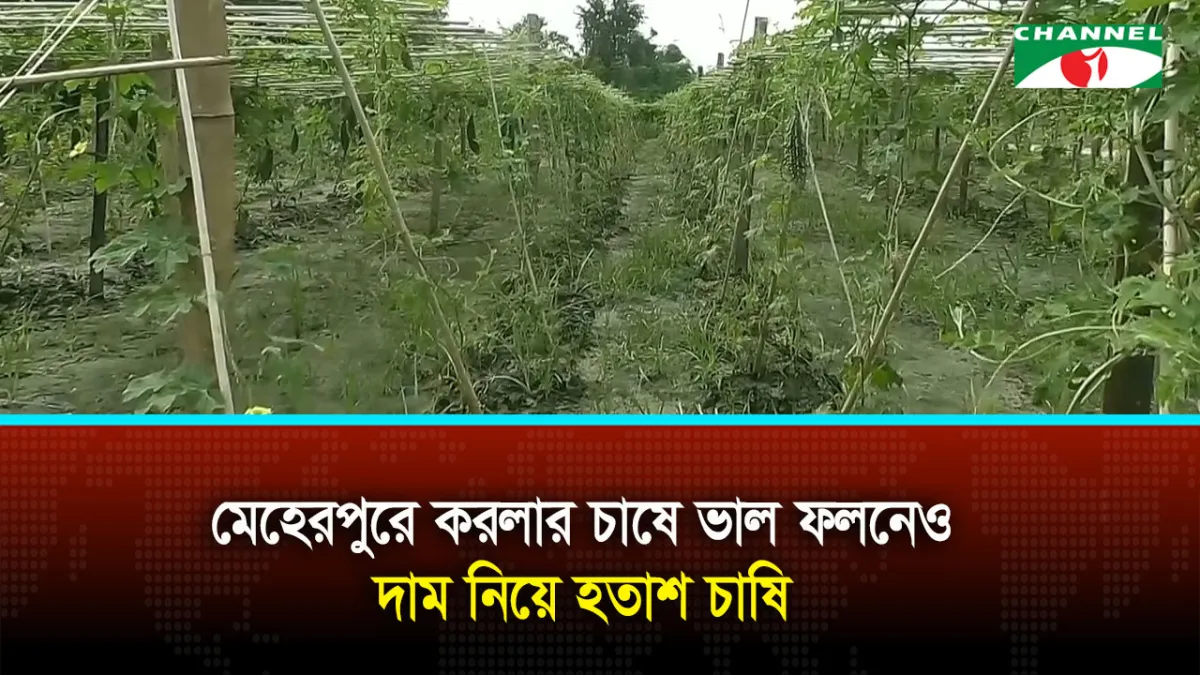 মেহেরপুরে করলার চাষের ক্ষেত, ভালো ফলন ও দাম নিয়ে চাষির হতাশা. Channel i News - চ্যানেল আই নিউজ