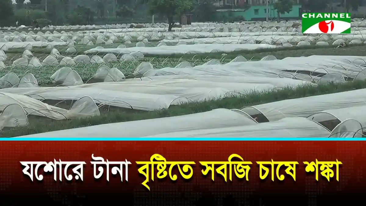 যশোরে সবজি চাষে বৃষ্টির কারণে উৎপাদন ব্যাহত হওয়ার আশঙ্কা. Channel i News - চ্যানেল আই নিউজ