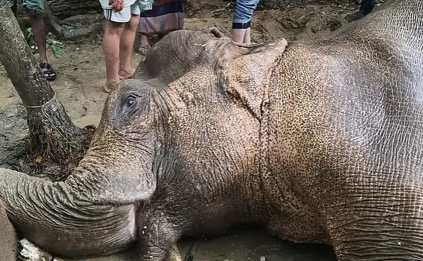 বাঁচানো গেল না পাহাড় থেকে পড়ে আহত মা হাতিটিকে