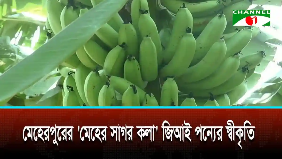 মেহেরপুরের মেহের সাগর কলার জিআই স্বীকৃতি পেয়েছে. Channel i News - চ্যানেল আই নিউজ