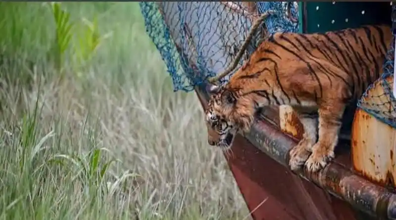 আহত বাঘিনী চিকিৎসা শেষে সুন্দরবনে মুক্তি পাচ্ছে. Channel i News - চ্যানেল আই নিউজ