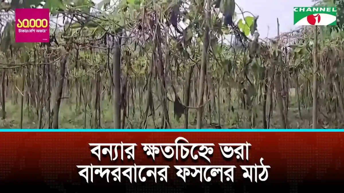 বান্দরবানের ফসলের মাঠে বন্যার ক্ষতচিহ্ন দেখা যাচ্ছে. Channel i News - চ্যানেল আই নিউজ