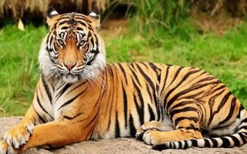 সুন্দরবনে বাঘের ছবি, বাংলাদেশের বন্যপ্রাণী ও পরিবেশের প্রতীক. Channel i News - চ্যানেল আই নিউজ