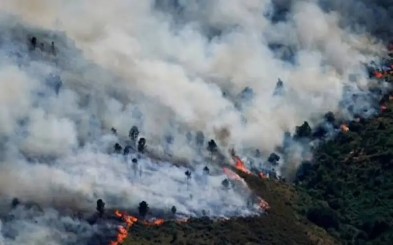 European forest fire with thick smoke and flames on hillside. Channel i News - চ্যানেল আই নিউজ