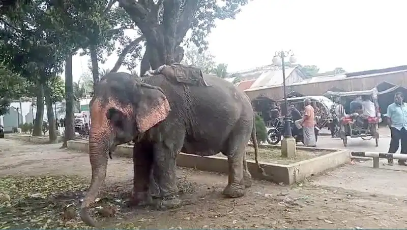 বনজঙ্গলের হাতি শহরে এসে রাস্তার পাশে দাঁড়িয়ে রয়েছে।. Channel i News - চ্যানেল আই নিউজ