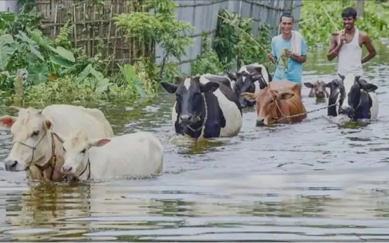 চট্টগ্রামে বন্যার পানিতে প্রাণিসম্পদ খামার ও গবাদি পশু ক্ষতিগ্রস্ত. Channel i News - চ্যানেল আই নিউজ