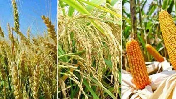 বৃষ্টির মধ্যে ধানের ক্ষেত, ফসলের ক্ষতি হতে পারে. Channel i News - চ্যানেল আই নিউজ