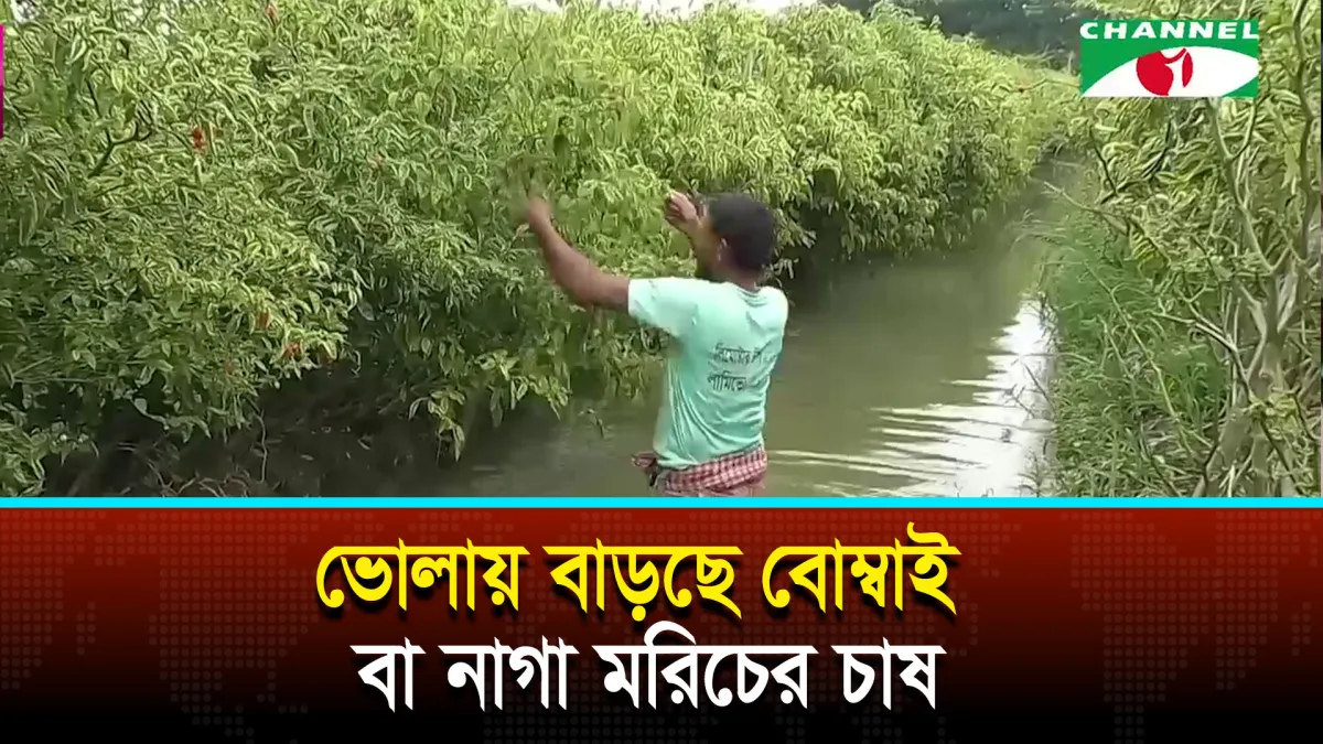ভোলায় বাড়ছে বোম্বাই বা নাগা মরিচের চাষ