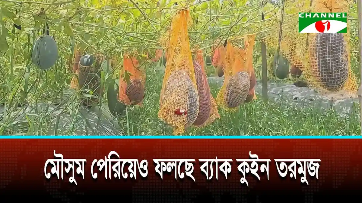 বাজারে আসছে ব্ল্যাক কুইন তরমুজ, কৃষকের ভাগ্য বদলে যাচ্ছে. Channel i News - চ্যানেল আই নিউজ