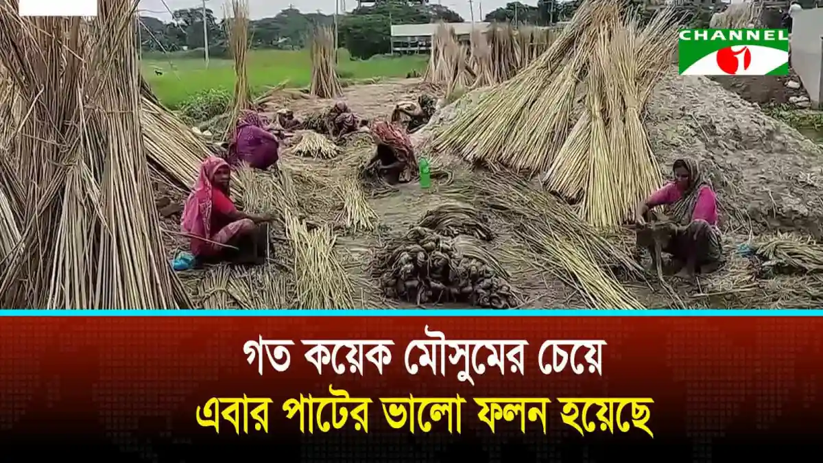 শরীয়তপুরের কৃষকরা ধান কেটে মাঠে কাজ করছেন. Channel i News - চ্যানেল আই নিউজ