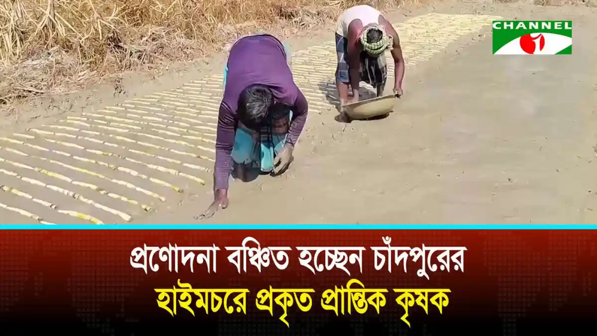 প্রান্তিক কৃষকরা ধান চাষে ব্যস্ত, চাঁদপুরের হাইমচরে. Channel i News - চ্যানেল আই নিউজ