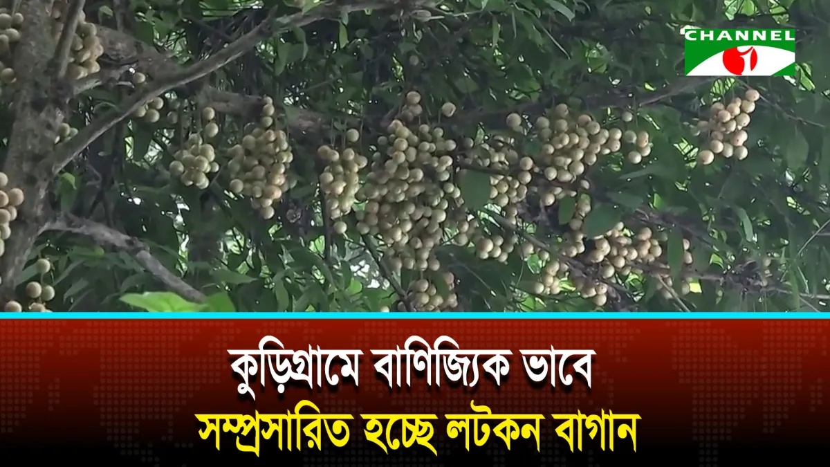 কুড়িগ্রামে বাণিজ্যিক ভাবে সম্প্রসারিত হচ্ছে লটকন বাগান