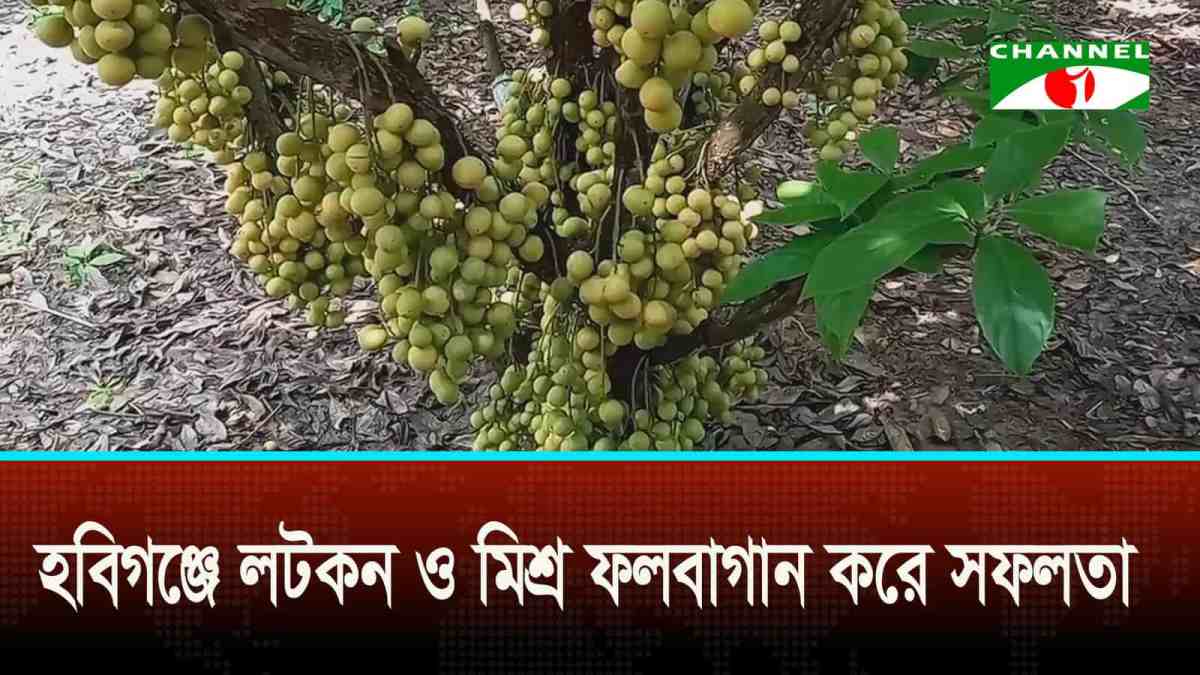 হবিগঞ্জে লটকন ও ফলের বাগান, সফলতা অর্জন. Channel i News - চ্যানেল আই নিউজ
