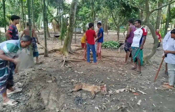 শিয়ালের আক্রমণে আহত গবাদিপশু ও লোকজনের দৃশ্য. Channel i News - চ্যানেল আই নিউজ