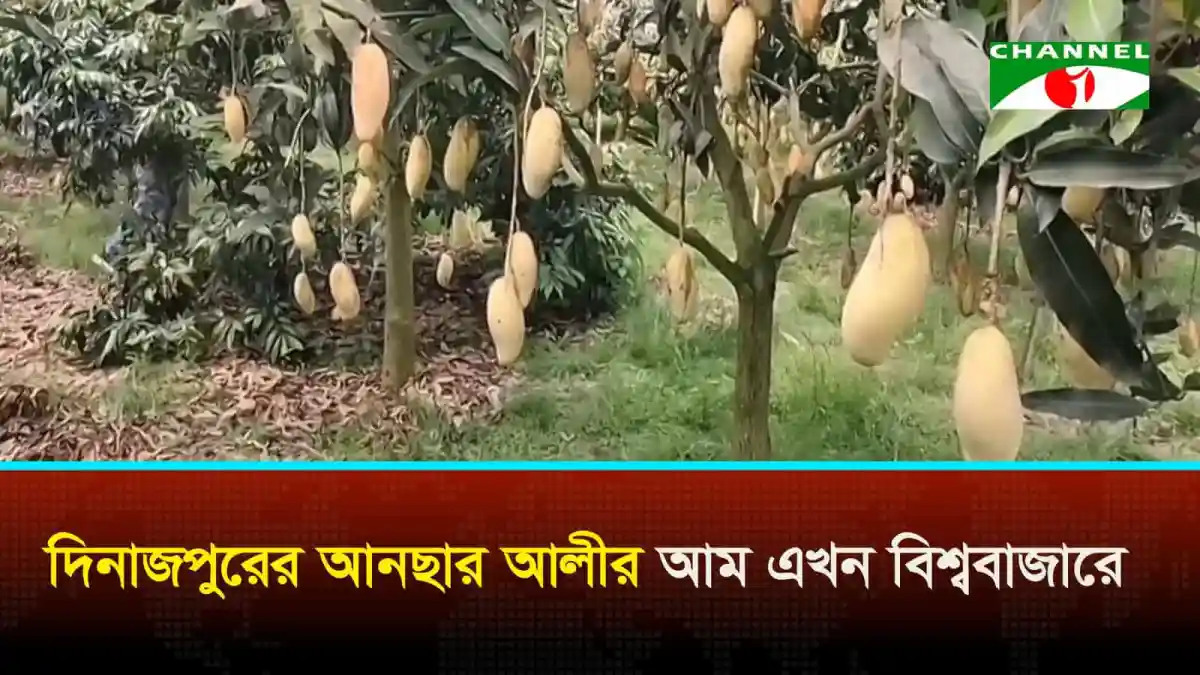 দিনাজপুরের আমের বাগানে ঝুঁকিপূর্ণ আম গাছের ঝুড়ি. Channel i News - চ্যানেল আই নিউজ