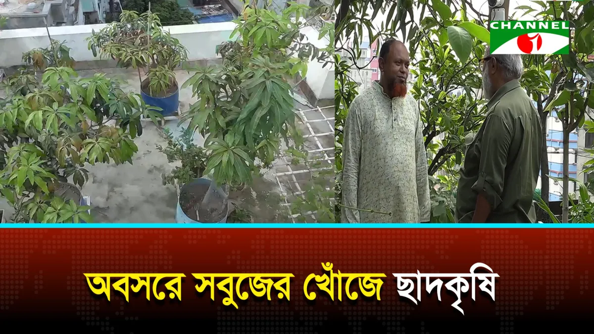 ছাদকৃষি হয়ে উঠছে মানসিক প্রশান্তির নির্ভরযোগ্য মাধ্যম