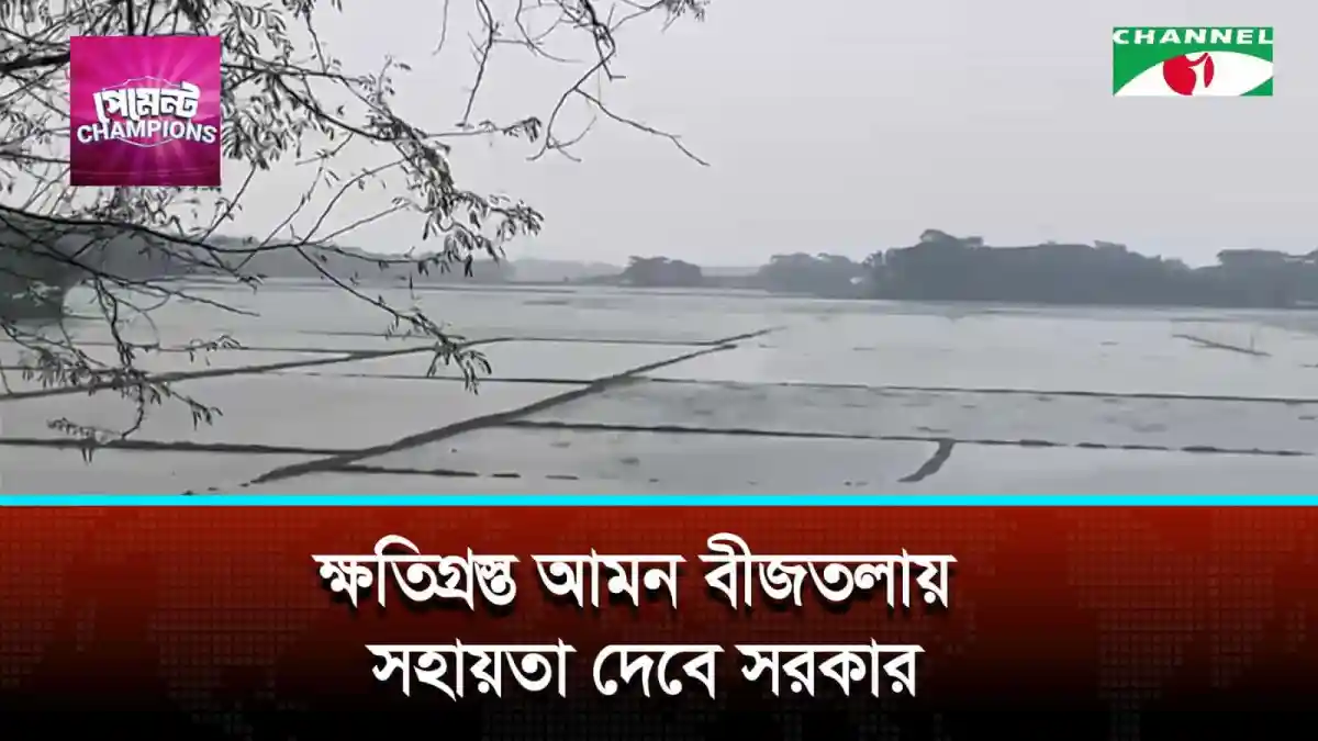 Flooded rice fields in Bangladesh with government aid support. Channel i News - চ্যানেল আই নিউজ