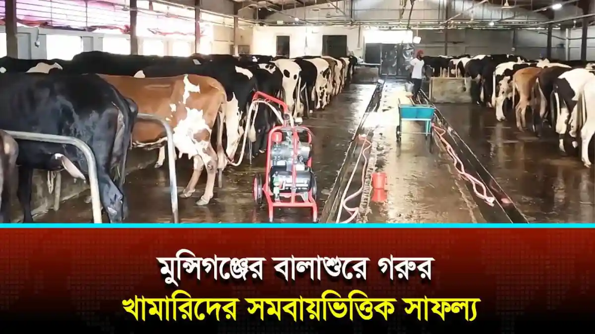 মুন্সিগঞ্জের বালাশুরে গরুর খামারিদের সমবায়ভিত্তিক সাফল্য