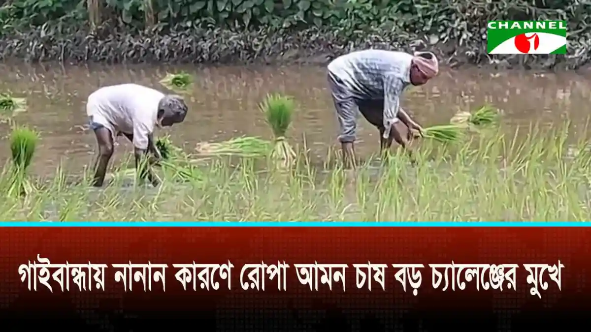 গাইবান্ধায় ধান চাষে কৃষকেরা কাজ করছেন, জলাবদ্ধ জমিতে রোপা আমন চাষ।. Channel i News - চ্যানেল আই নিউজ