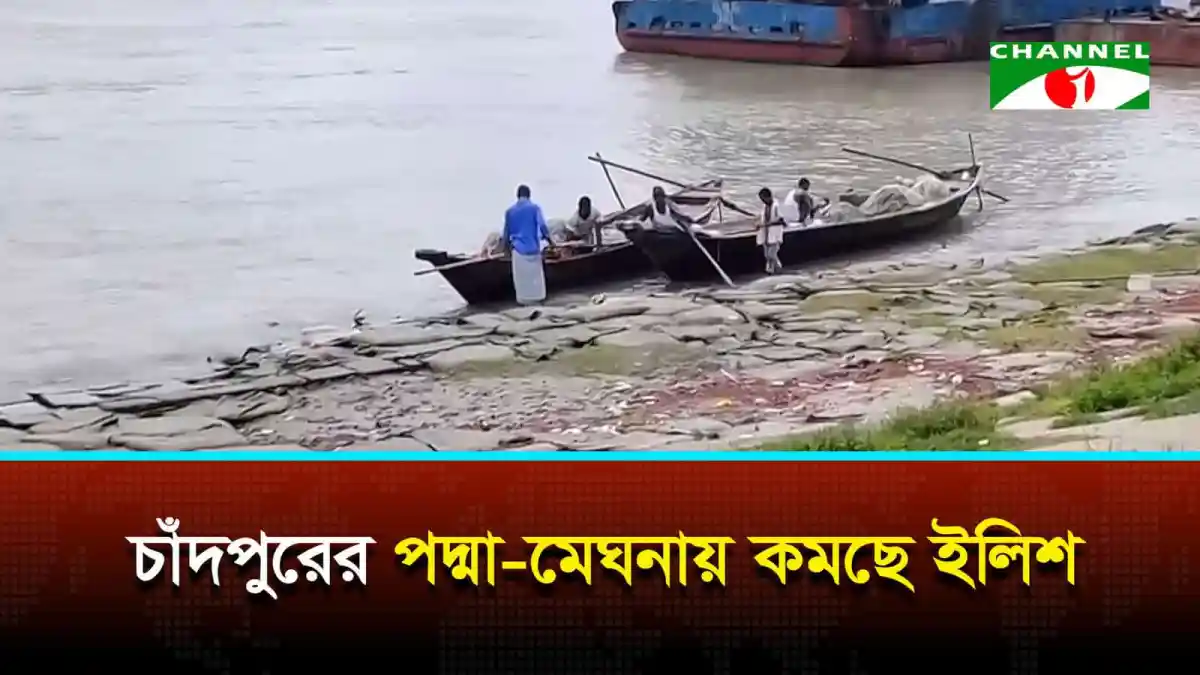 চাঁদপুরের পদ্মা-মেঘনায় ইলিশের সংখ্যা কমছে, মাছের অবস্থা খারাপ. Channel i News - চ্যানেল আই নিউজ
