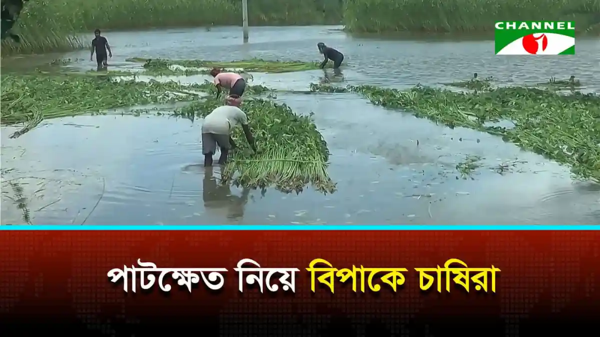 যশোরে বৃষ্টিতে পাটক্ষেতের ক্ষতি, কৃষকের সংগ্রাম. Channel i News - চ্যানেল আই নিউজ