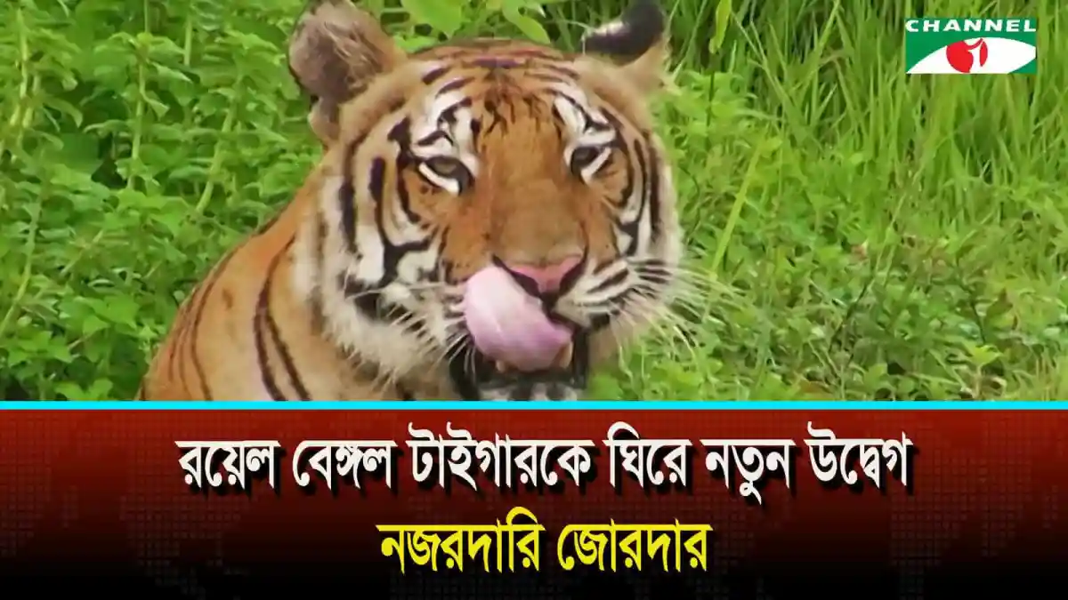 রয়েল বেঙ্গল টাইগার ঘিরে উদ্বেগ, নজরদারি জোরদার. Channel i News - চ্যানেল আই নিউজ