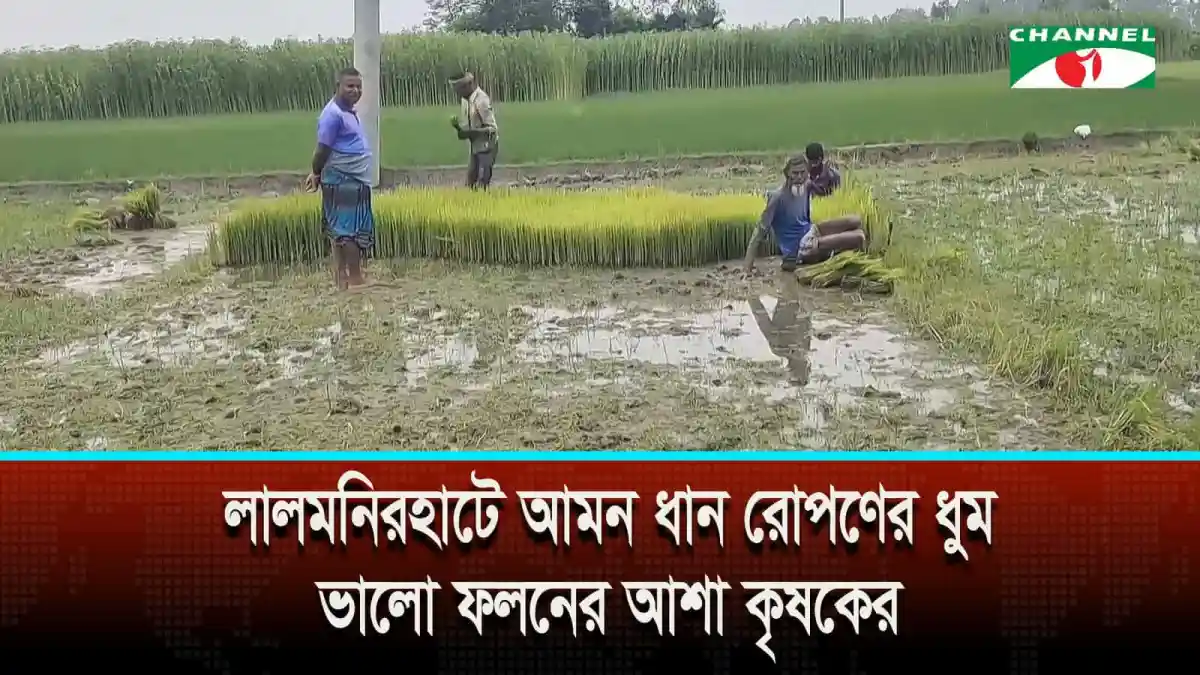 লালমনিরহাটে আমন ধান রোপণের দৃশ্য, কৃষকেরা মাঠে কাজ করছেন. Channel i News - চ্যানেল আই নিউজ
