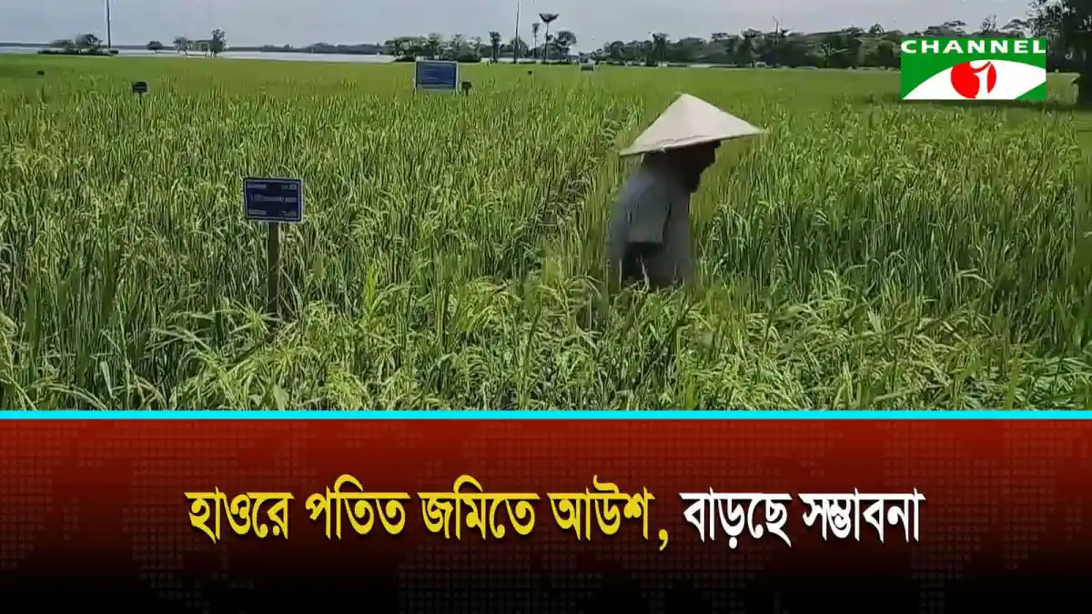 হাওরে পতিত জমিতে আউশ, বাড়ছে সম্ভাবনা