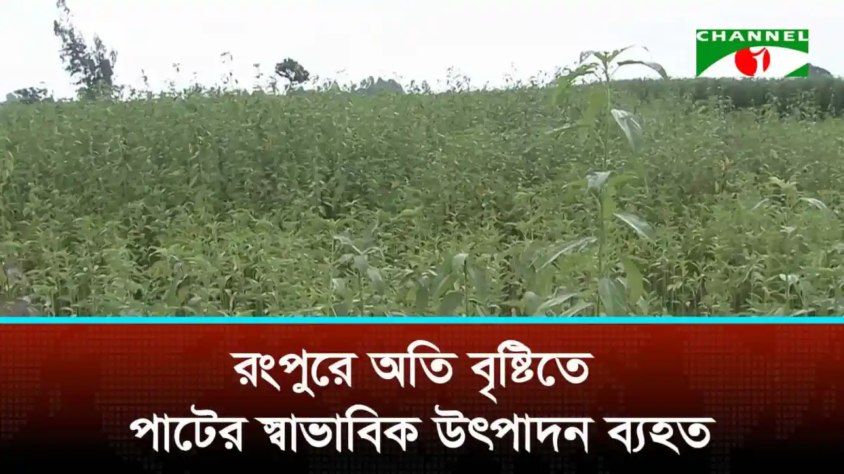 রংপুরে অতি বৃষ্টিতে পাটের স্বাভাবিক উৎপাদন ব্যহত. Channel i News - চ্যানেল আই নিউজ