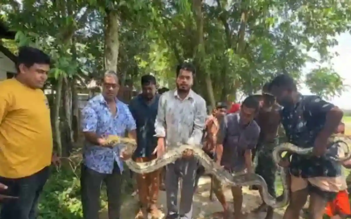 গরুর খামারে ঢুকল ১৫ ফুট লম্বা অজগর, তারপরে যা হল