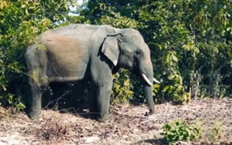 বাংলাদেশের বনাঞ্চলে হাতি, প্রকৃতি ও পরিবেশের ছবি. Channel i News - চ্যানেল আই নিউজ