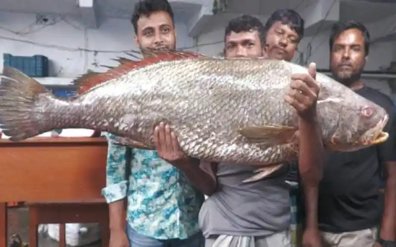 বঙ্গোপসাগরে ধরা পড়ল ‘ধাতিনা ভোল’ মাছ, দাম ৩ লাখ ৫৫ হাজার