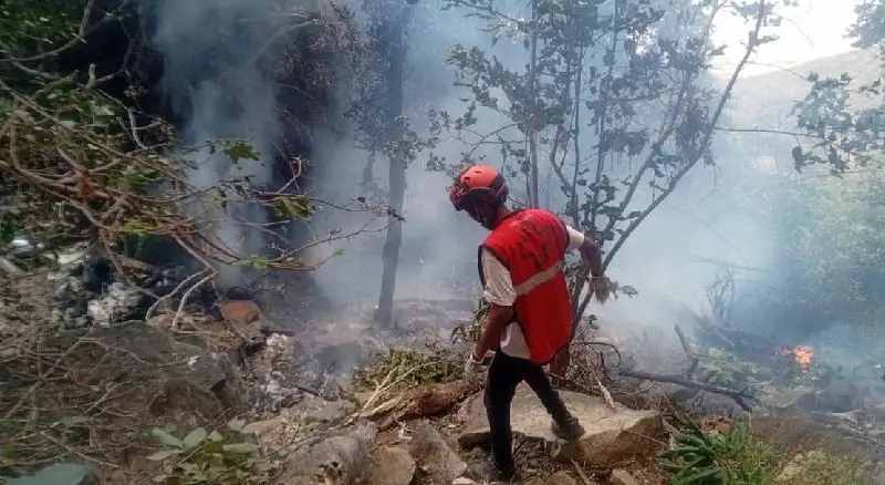 ফায়ারফাইটার বনজঙ্গলে অগ্নিনির্বাপণে কাজ করছেন. Channel i News - চ্যানেল আই নিউজ