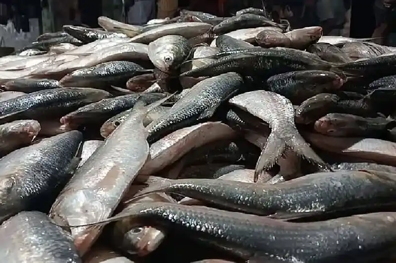 বাজারে ইলিশ মাছের বিশাল সংগ্রহ, জালের এক টানে ৪৬ মণ ইলিশ ধরা. Channel i News - চ্যানেল আই নিউজ