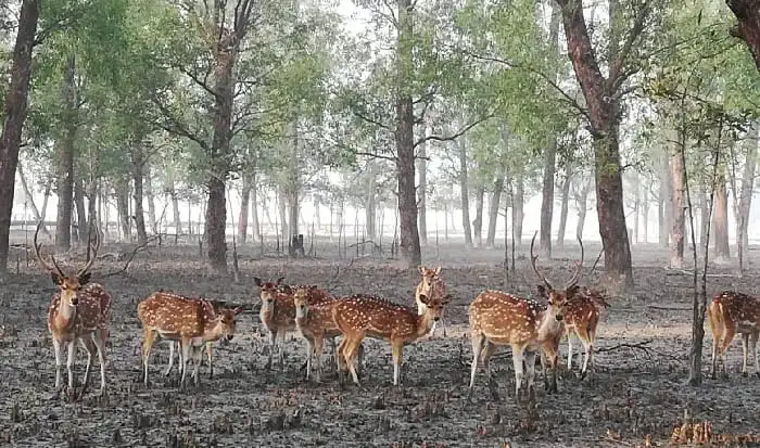 সুন্দরবনে তিন মাস মানুষ না থাকায় বনজীবীদের জীবন পরিবর্তিত হয়েছে. Channel i News - চ্যানেল আই নিউজ