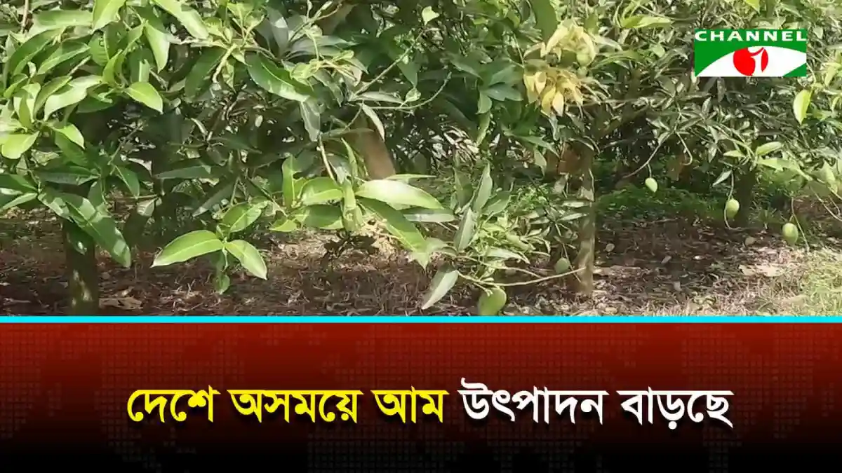 উপকূলীয় অঞ্চলে আমের গাছের ঝুড়ি, ফলের গাছে আমের ঝুড়ি. Channel i News - চ্যানেল আই নিউজ